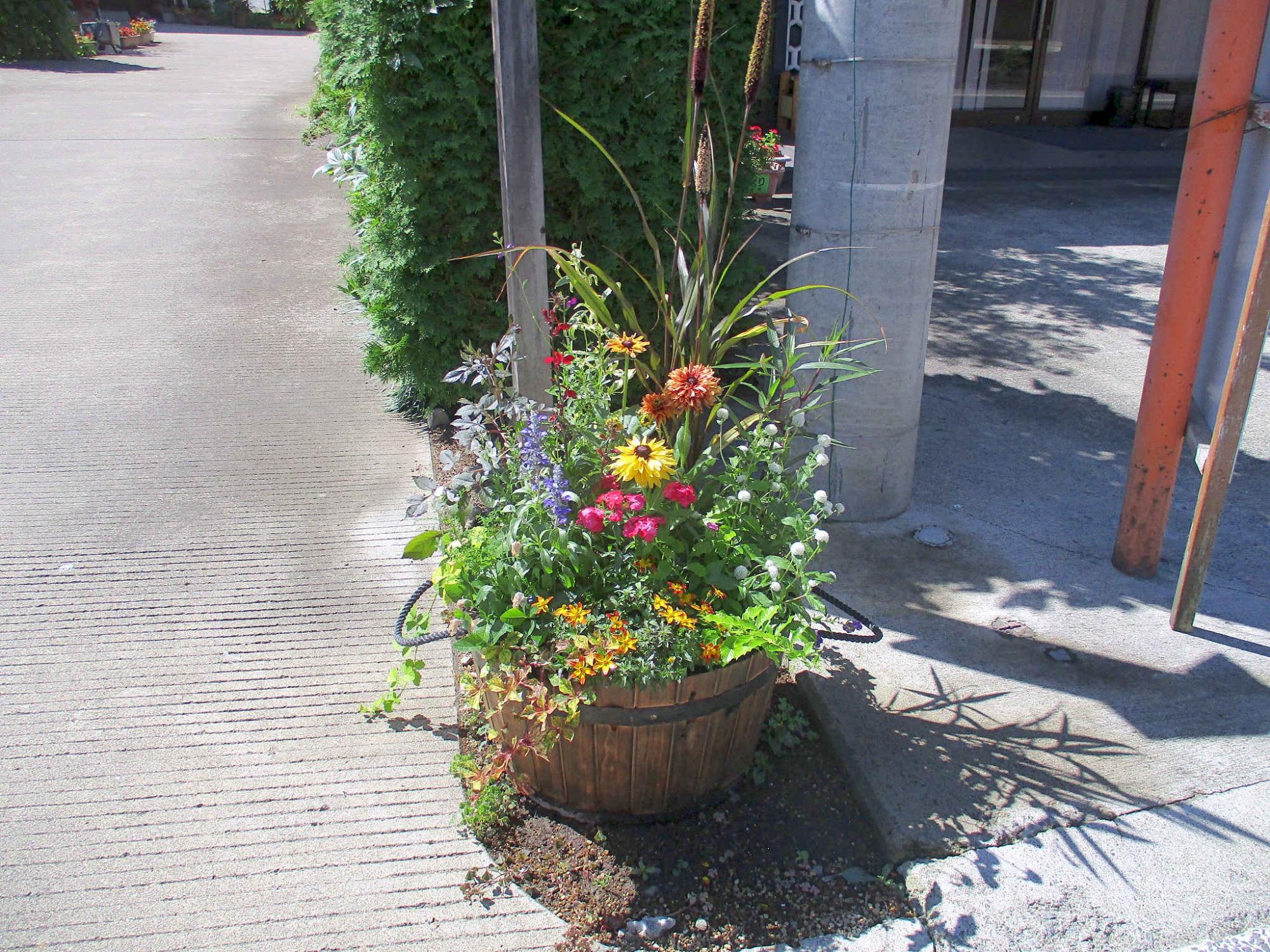 大きな樽型のプランターに黄色、赤、紫など色鮮やかな花々が寄せ植えられたコンテナガーデニング作品の写真