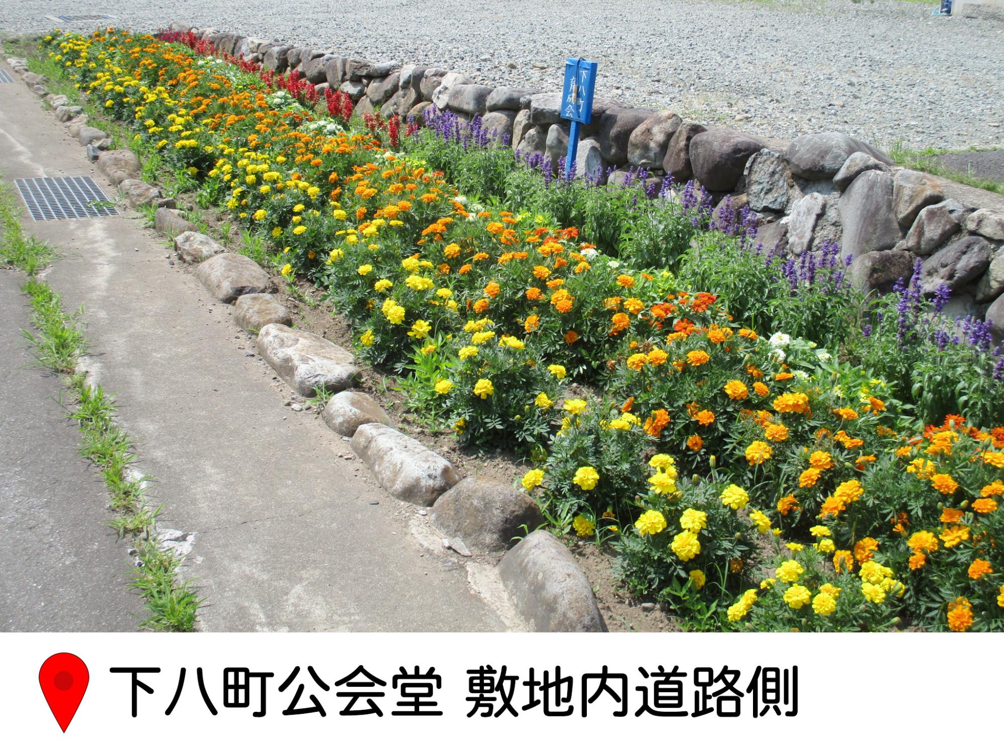 下八町公会堂の敷地内、細長い花壇に黄色、オレンジ、紫の花が並ぶ写真。