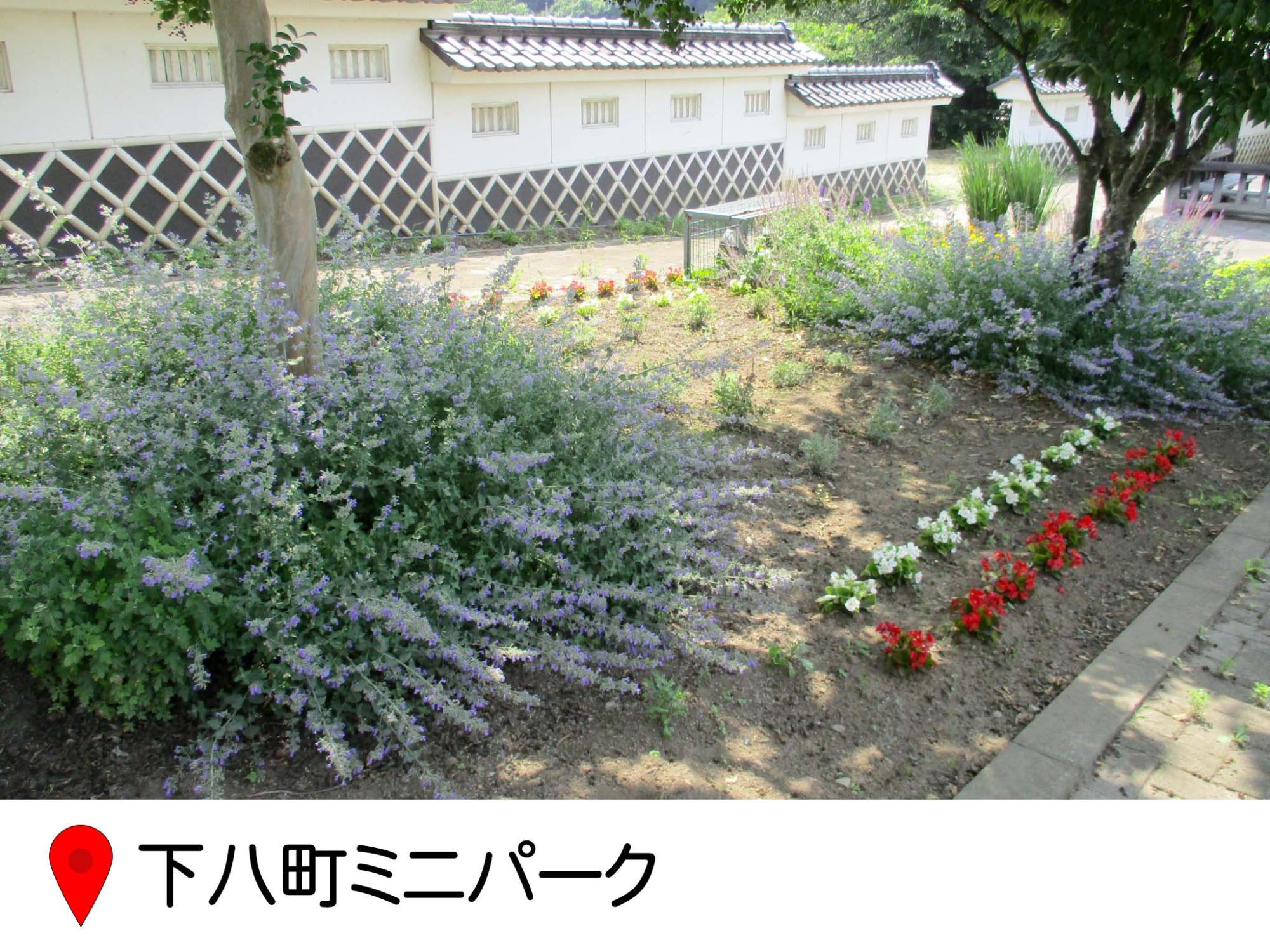 下八町ミニパークの中。桜の木の根元にラベンダーが植えられ、木と木の間には、赤と白の小さな花が等間隔に並ぶ。