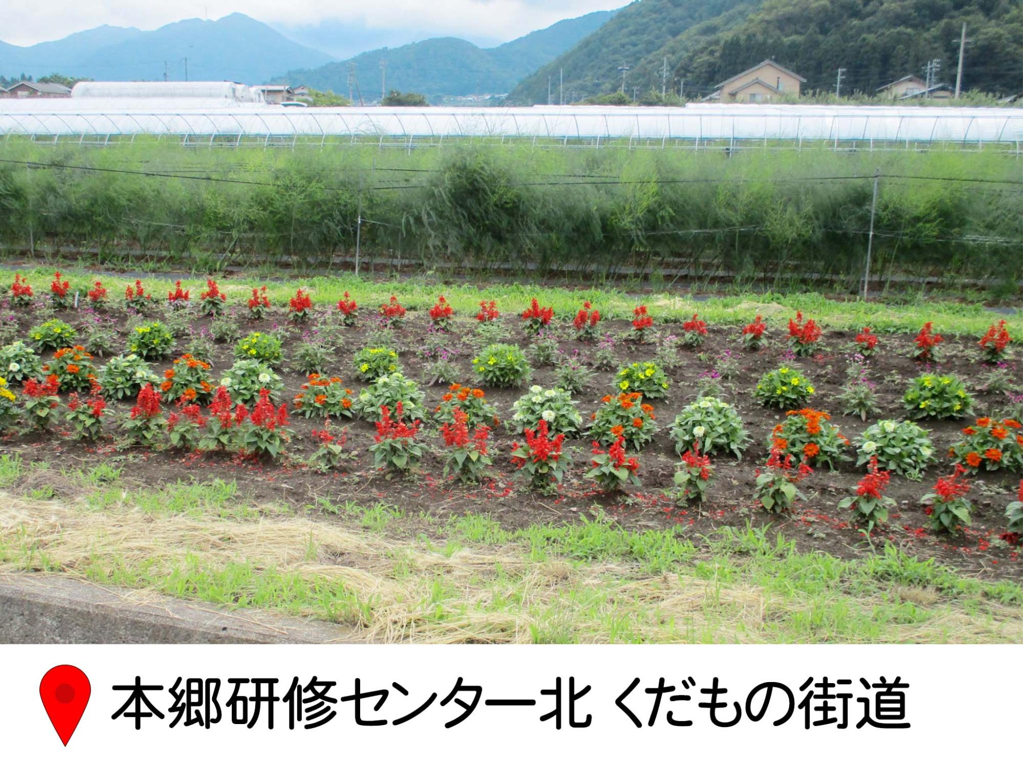 ほんごう町のくだもの街道沿い、アスパラの畑のとなりの花壇・細長い畑にサルビアなどが整然と植えられている。