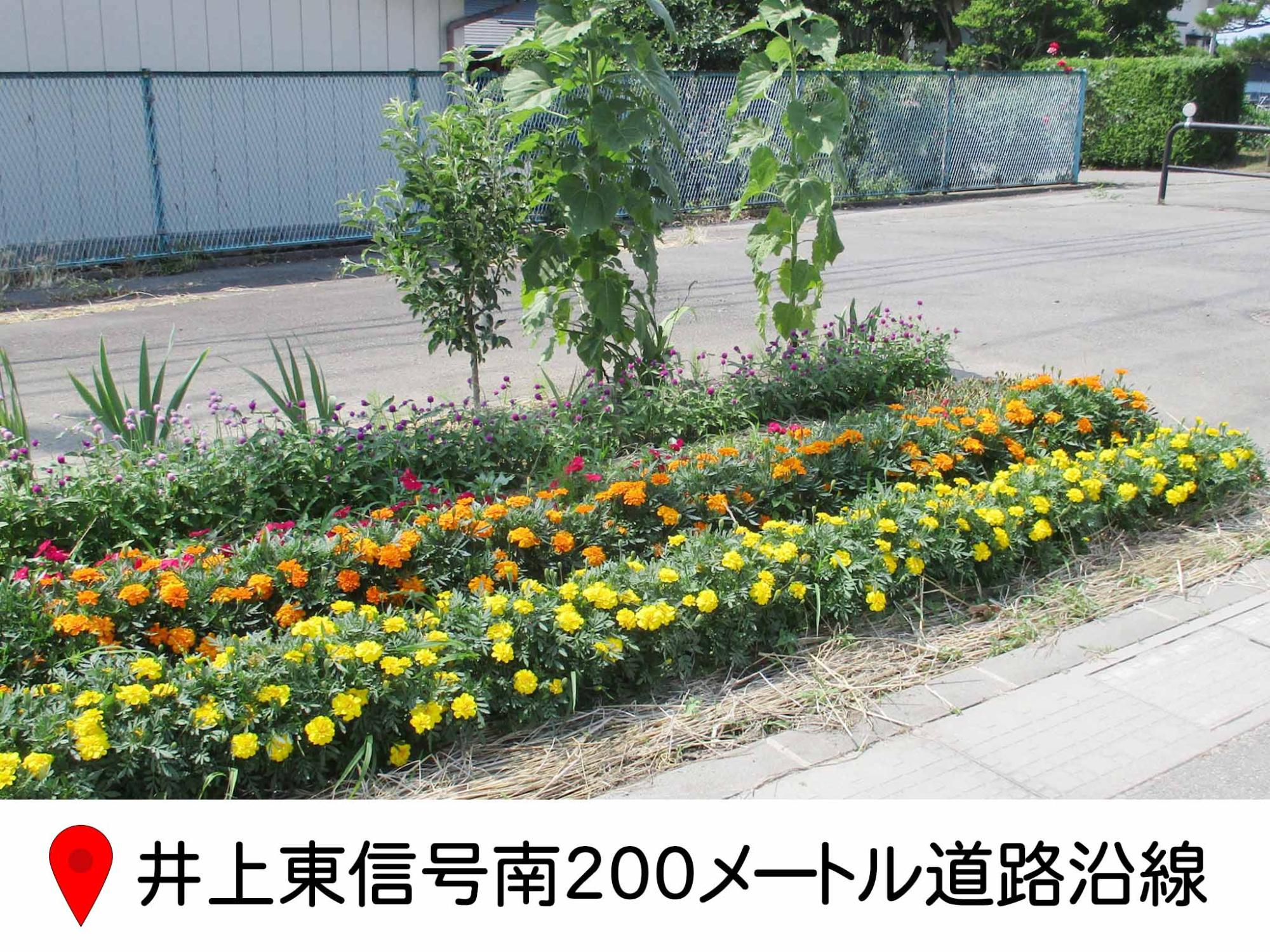 道路わきの花壇の写真。黄色、オレンジの花が列になって植えられている。