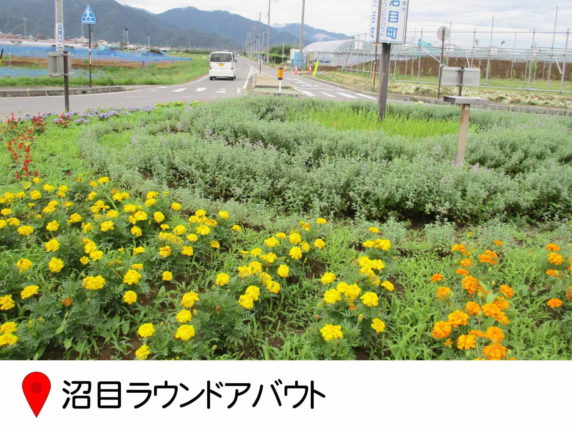 沼目町のラウンドアバウト交差点の中央部分が花壇になっている写真
