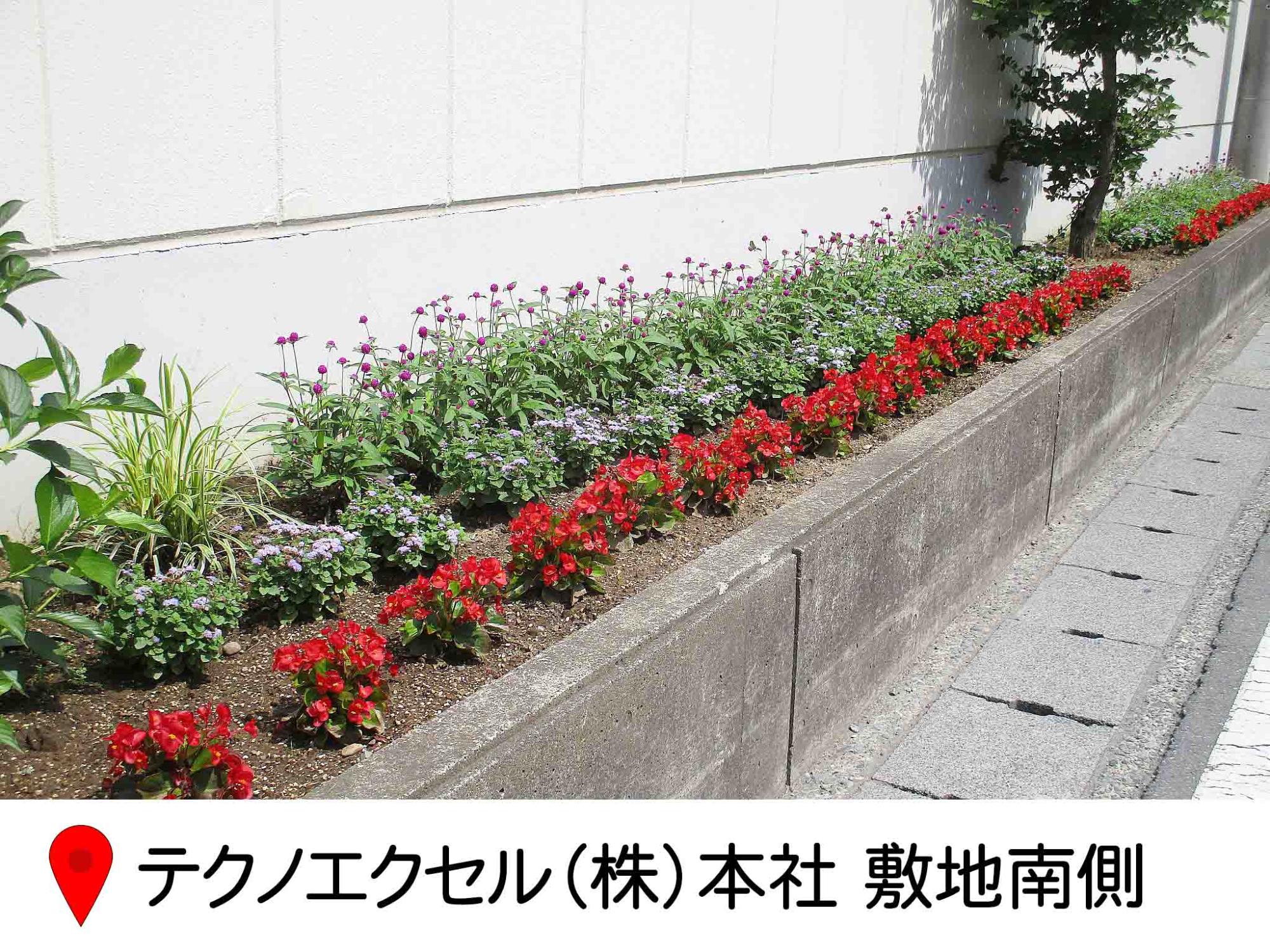 テクノエクセル株式会社の本社敷地内南側の花壇。建物の壁に沿って、細長く花壇が作られている。赤い花が淵に沿って真っすぐ植えられている写真。