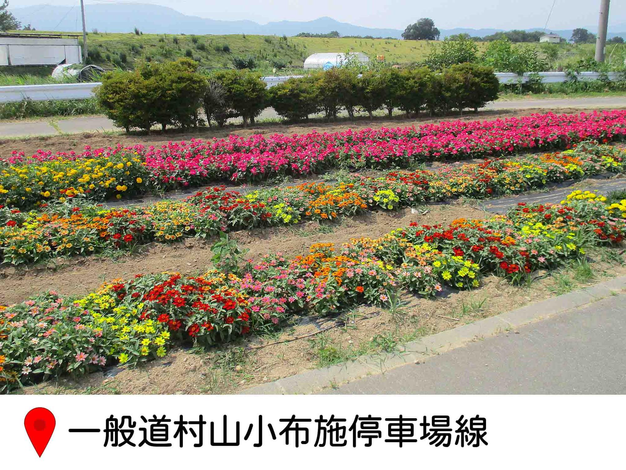 相之島の村山小布施停車線の道路わき花壇の写真。ピンク、赤、黄色、オレンジの花が道と並行に長く植えられている。