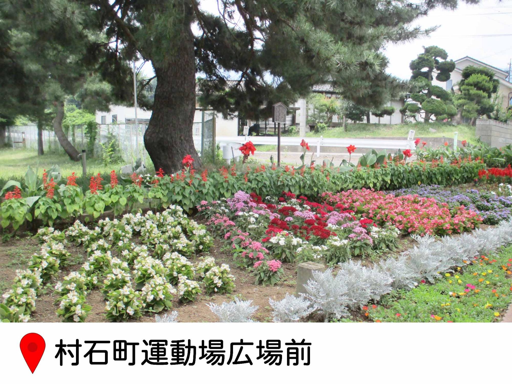 道路わきの花壇。大きな松の木の根元に、サルビアやカンナなど、様々な花が植えられている。村石町の交差点横の写真。