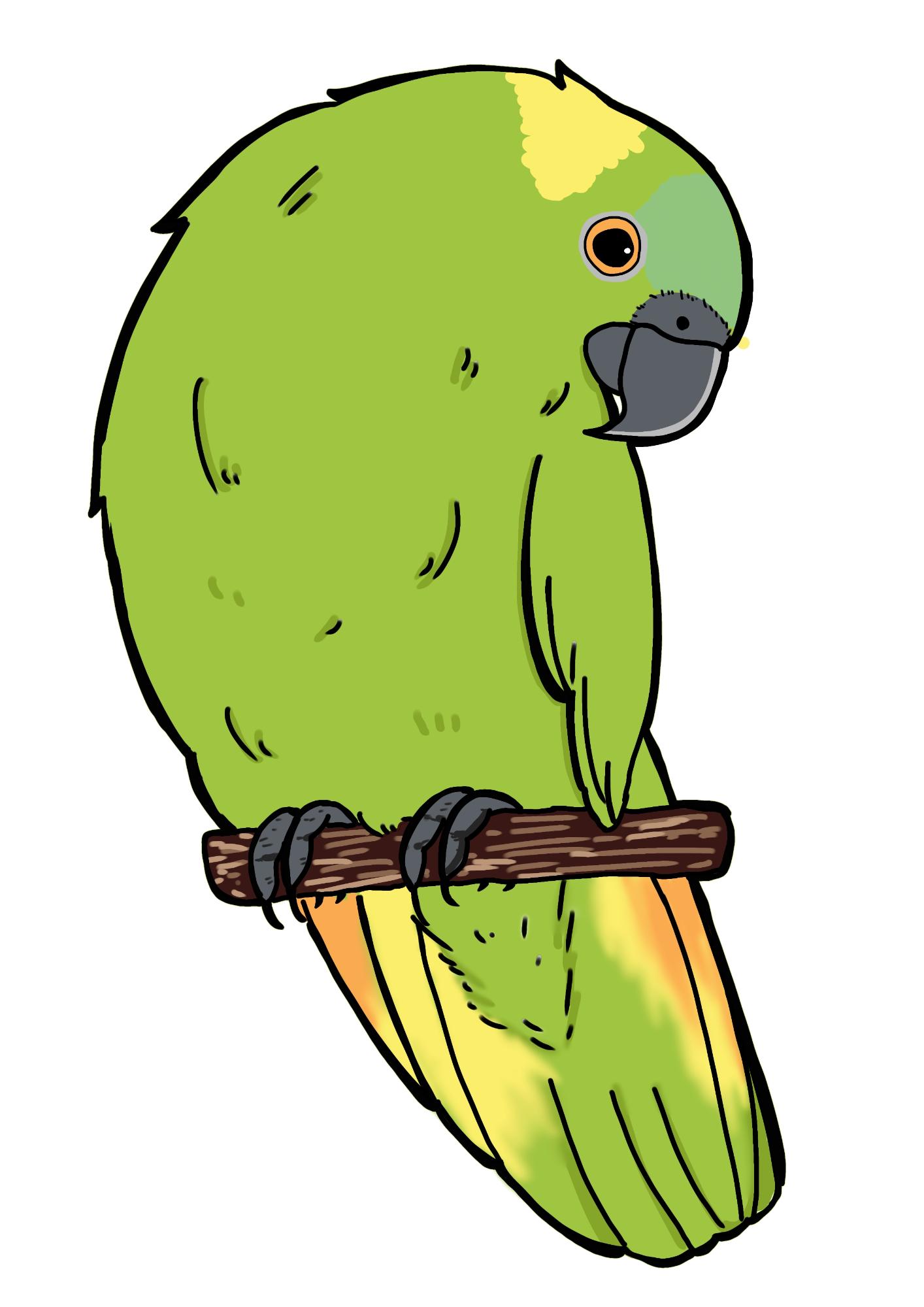 キエリボウシインコのカラーイラスト
