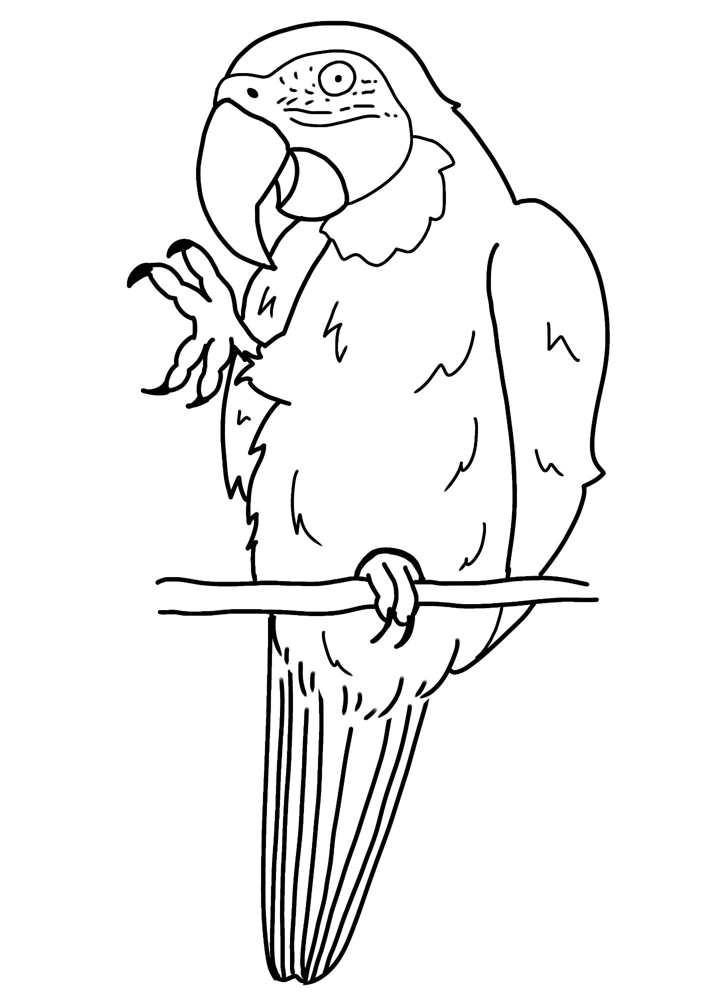 ルリコンゴウインコの白黒イラスト