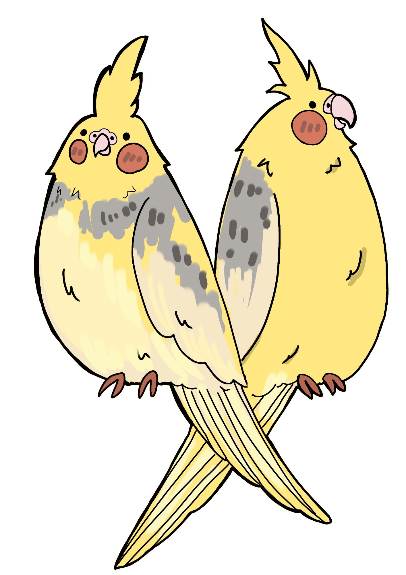 オカメインコが二匹並んでいるカラーイラスト