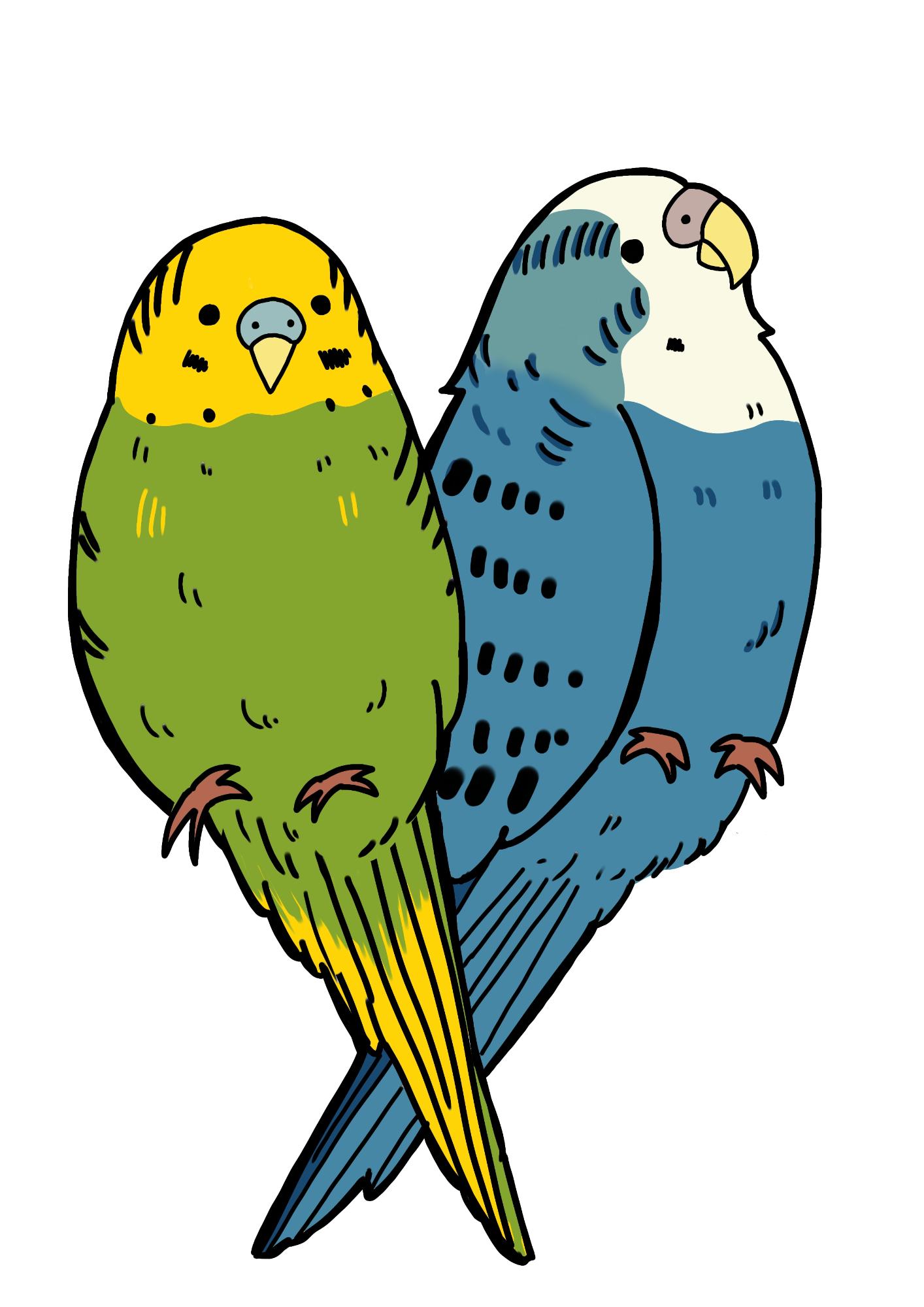 二羽のインコがクロスして並ぶカラーイラスト