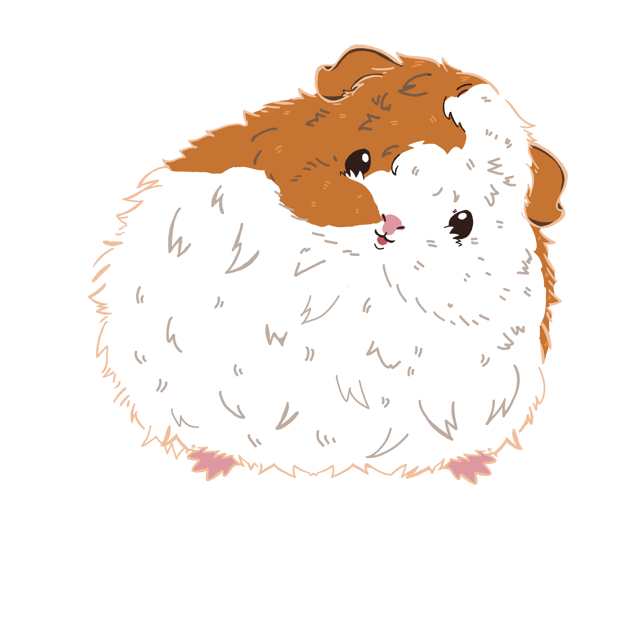 モルモットのジャックのカラーイラスト