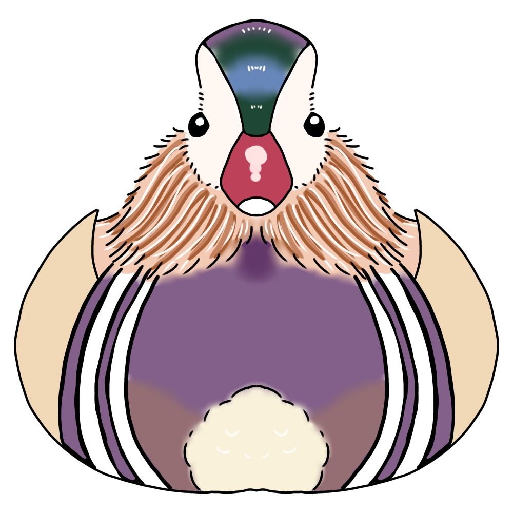 オシドリを正面から見たカラーイラスト