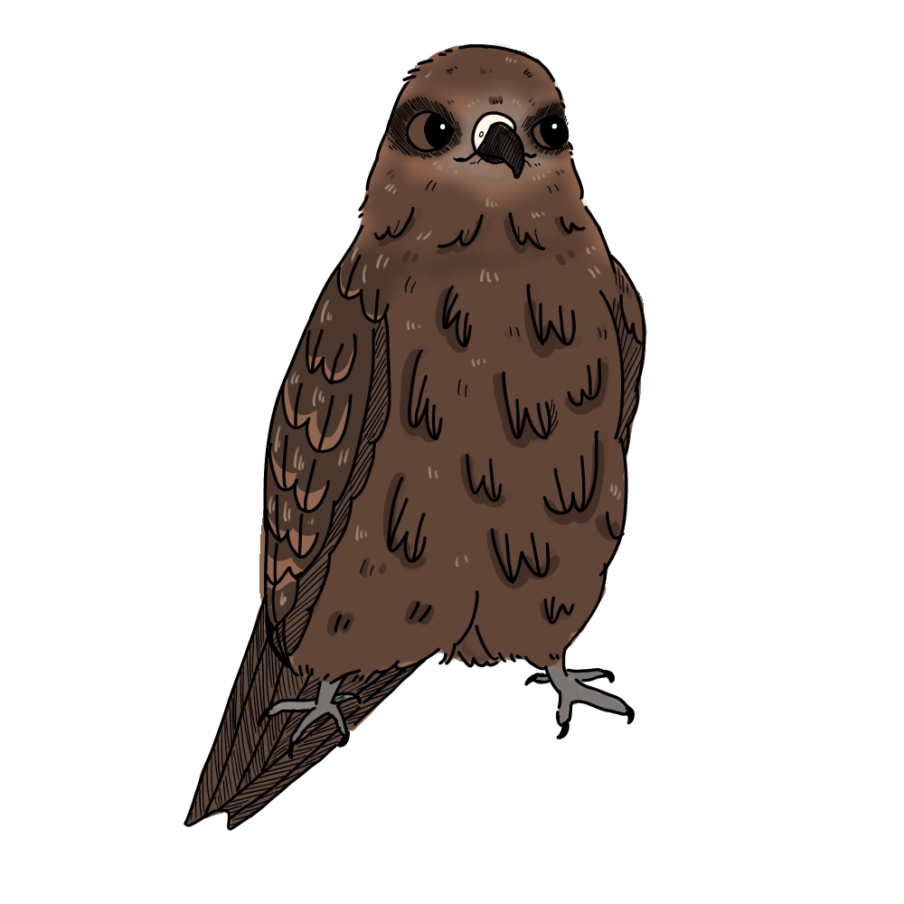 トビの「角さん」のカラーイラスト