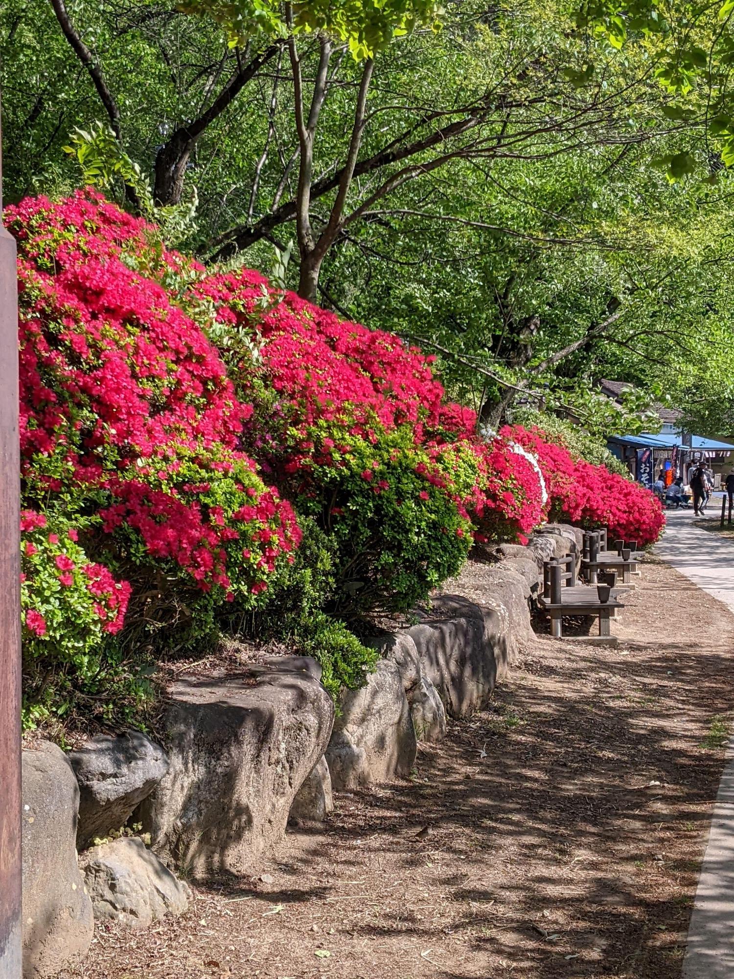 臥竜公園の遊歩道の写真。桜は散ってしまっているが、濃いピンクのツツジが道に沿って咲いている。