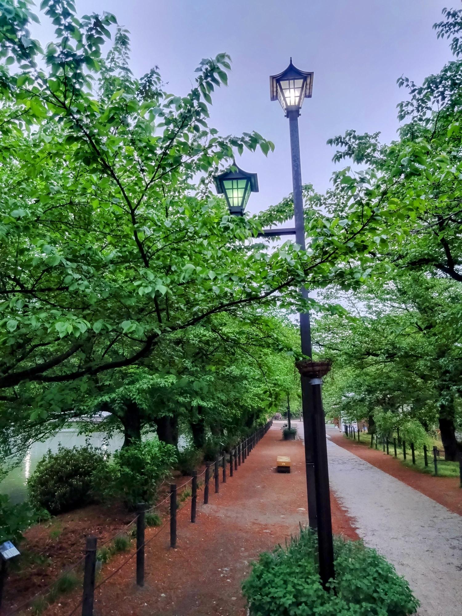 グリーンシーズンの臥竜公園の写真。竜が池のほとりの遊歩道。桜の花がすべて葉になり、緑の並木。