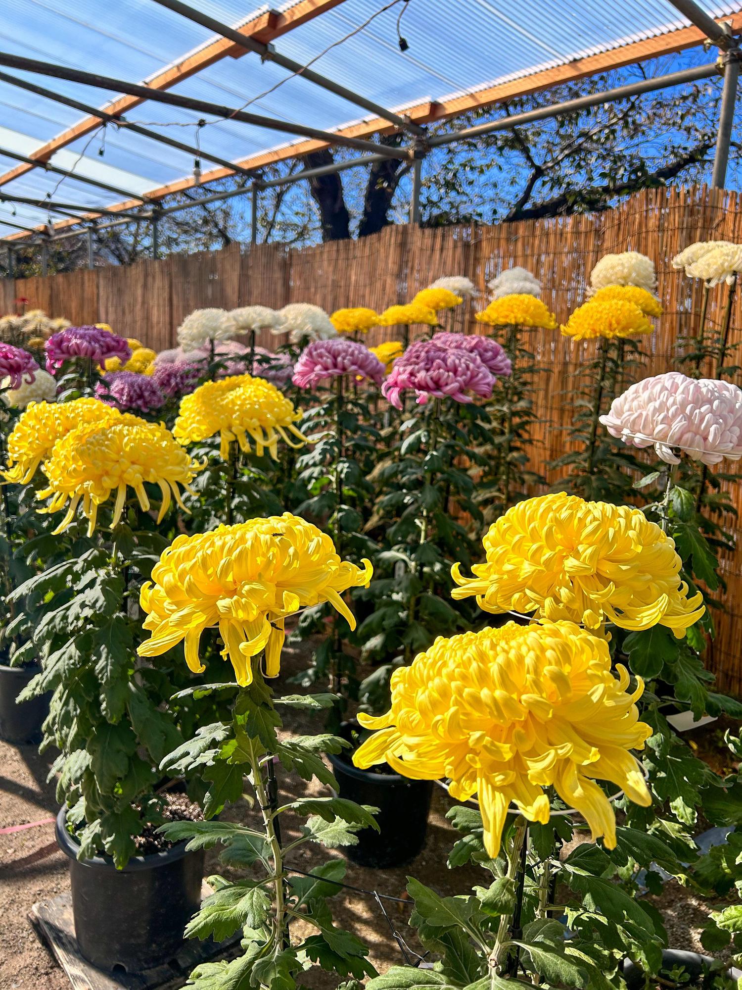 臥竜公園で秋に行われる菊祭りの写真。大輪の菊が並んでいる。