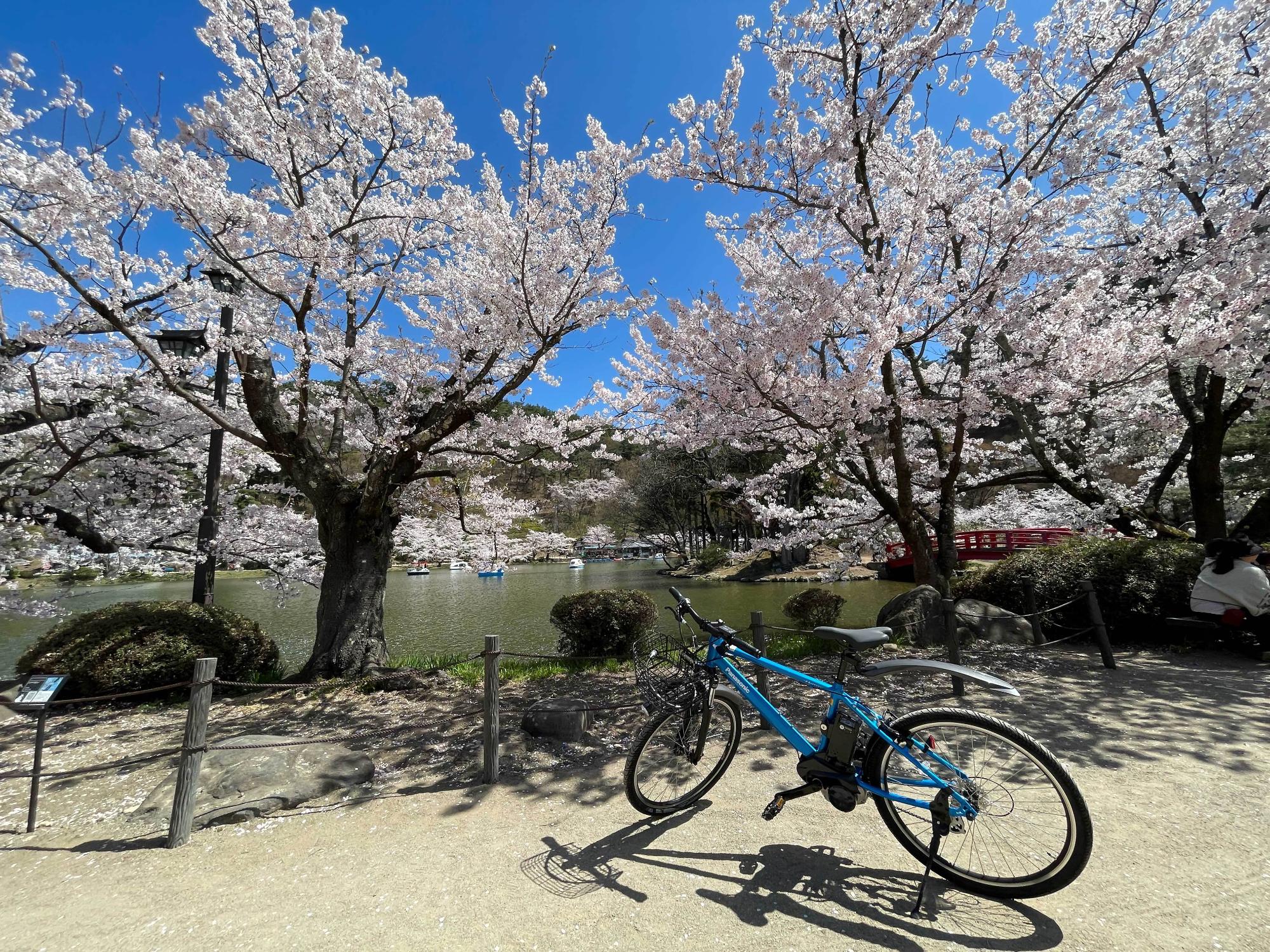 春の臥竜公園の写真。竜が池のほとり、レンタサイクルが1台停まっている。春はサイクリングもよい。