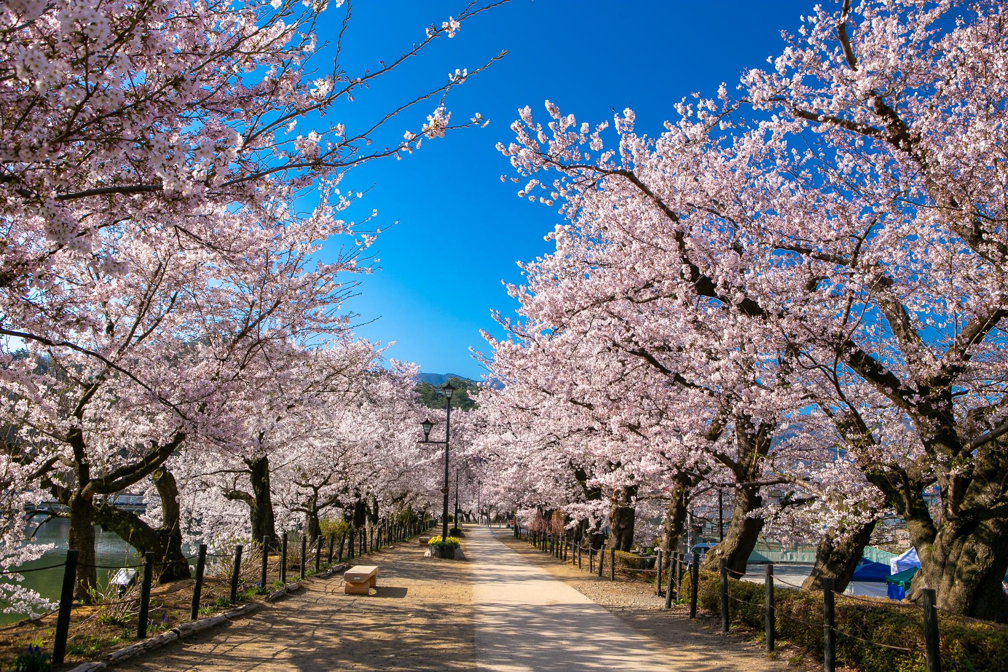 春の臥竜公園の写真。池のまわりの遊歩道、両側に満開の桜が並木になっている。