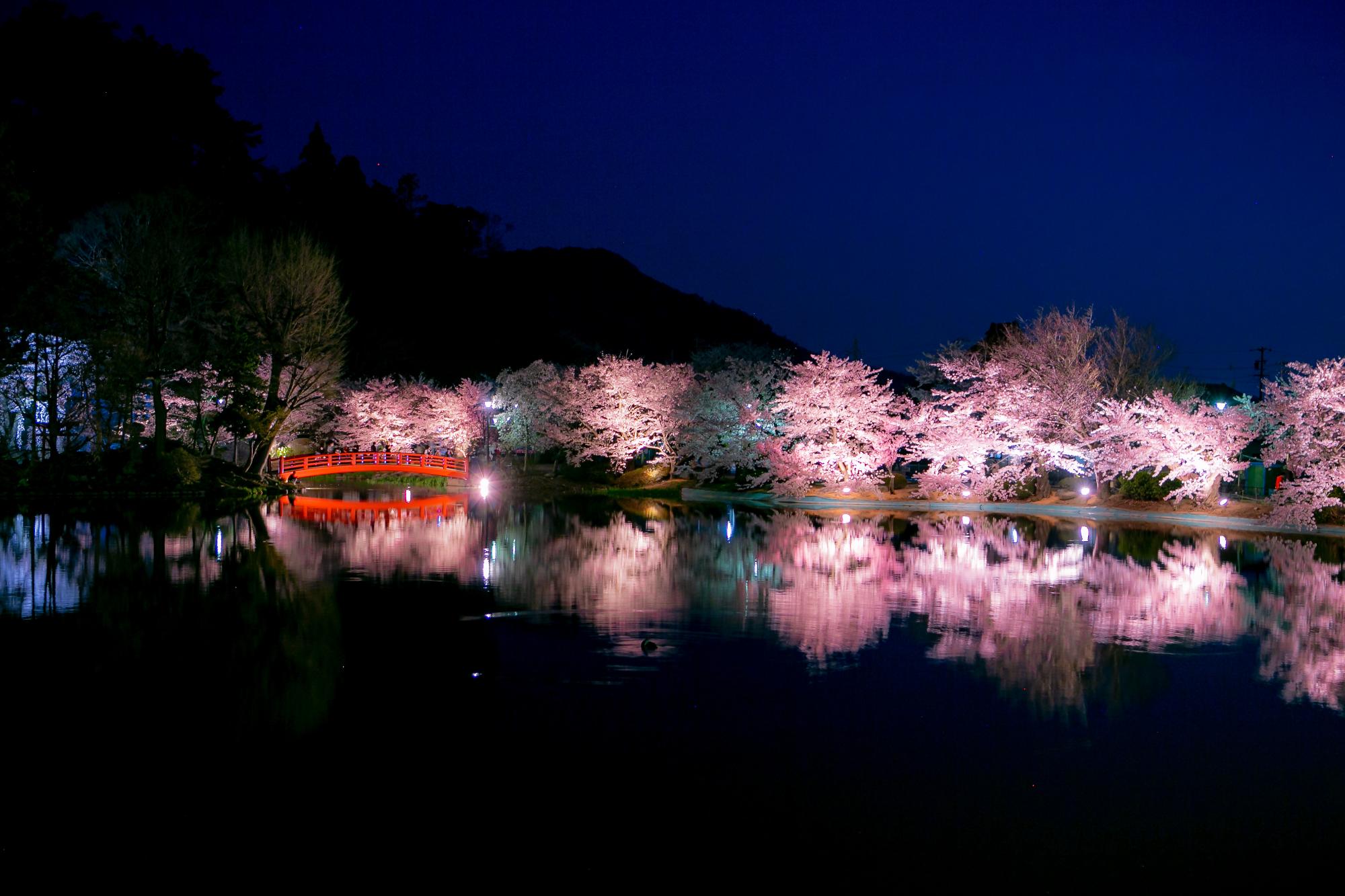 春の臥竜公園の写真。夜、ライトアップされた桜が幻想的。池に移る桜がきれい。