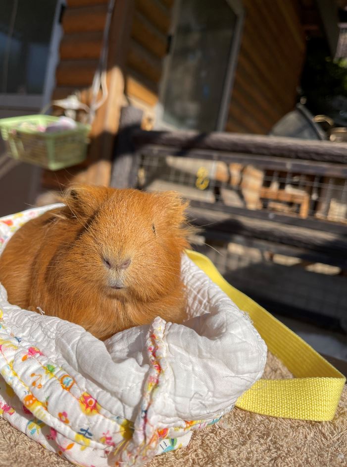 ガーゼの袋に入り気持ちよさそうに眠っているモルモットの「ちくわ」の写真