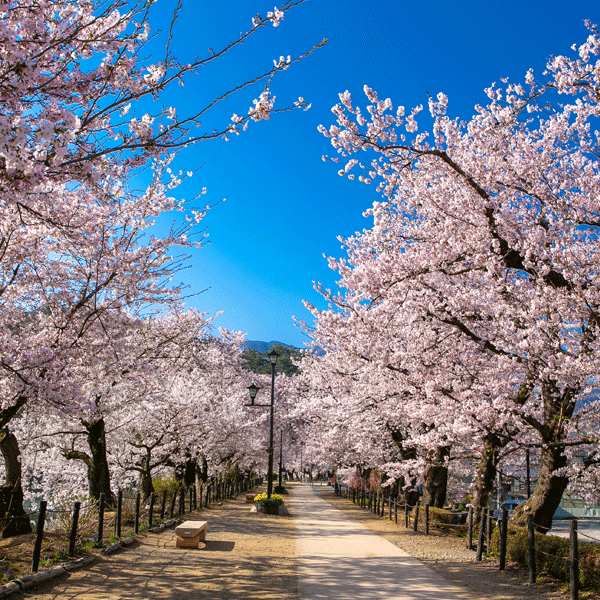 桜の季節の臥竜公園、竜が池のよこの遊歩道。満開の桜が両側に咲き乱れる。