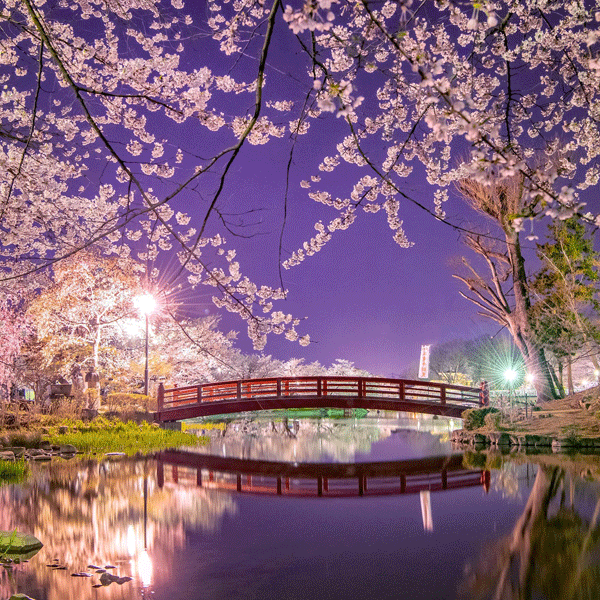 ライトアップされた桜。竜が池の水面に桜が移り、妖艶な雰囲気。