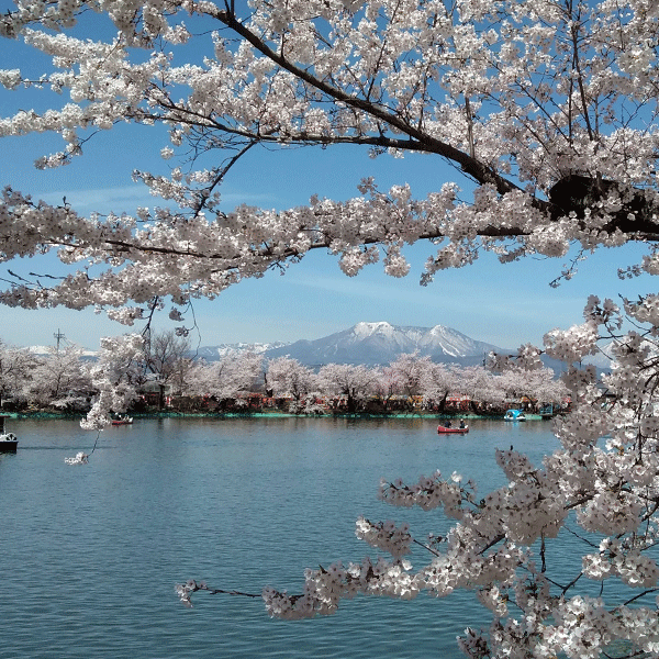 桜の季節の臥竜公園、竜が池にはボートが浮かび、遠くには雪が残るや飯綱山や戸隠連峰が見える。