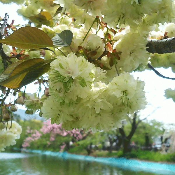 そのさときざくらのアップ写真。薄いクリーム色の花びらに、ところどころ抹茶色の筋が入っている