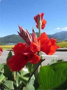 カンナの花の写真。