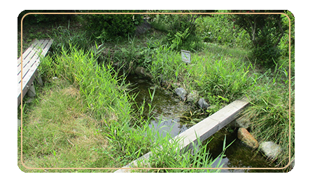 たのがみホタル公園、遊具はないが、適度に草木が生え、ホタルが生息する水草が生える小川が流れている。