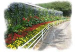 道路脇に綺麗に手入れされた、たくさんの色とりどりの花の写真
