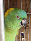 黄緑色のインコが、黒い嘴を少し開き、黄色とオレンジ色の目の鋭い眼光の写真