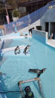 晴天の下、水がはられたペンギンパノラマプールで優雅に泳いでいる1匹のペンギンと、あたりを見渡している数匹のペンギンを写した写真