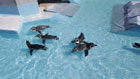 ペンギンパノラマプールで、5匹のペンギンが泳いでいる様子を上から写した写真