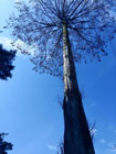 青空に向かって聳え立つように沢山の枝が伸びている木を下から見上げるように写した写真