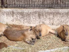 2頭のカピパラが頬をくっつけるように寝そべっている写真