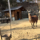 木のフェンスに囲まれた小屋の中で、両耳を立てたラマの写真