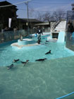 水がはってあるプールで数匹のペンギンが泳いでおり、その様子を見ている見物客の写真