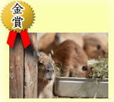 金賞:ステンレスバットの中に入ってる干し草などを食べている数匹のカピパラの写真