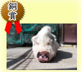 銅賞:全体的に白い毛に覆われ、鼻がピンク色で黒い牛柄模様が入っている豚がこちらを向いて目を瞑り気持ちよさそうに寝ている様子の写真
