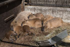 飼育小屋の隅に、大小様々な8頭のカピパラがくっついて寝ている写真