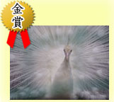 金賞:白くふわっとした毛を広げる孔雀の写真