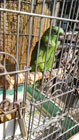 黄緑色の羽根と黒色の嘴のインコが鳥籠の中の止まり木にとまり、遠くを見ている写真