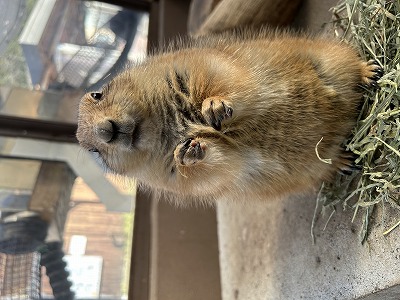 オグロプレーリドッグおでんの画像