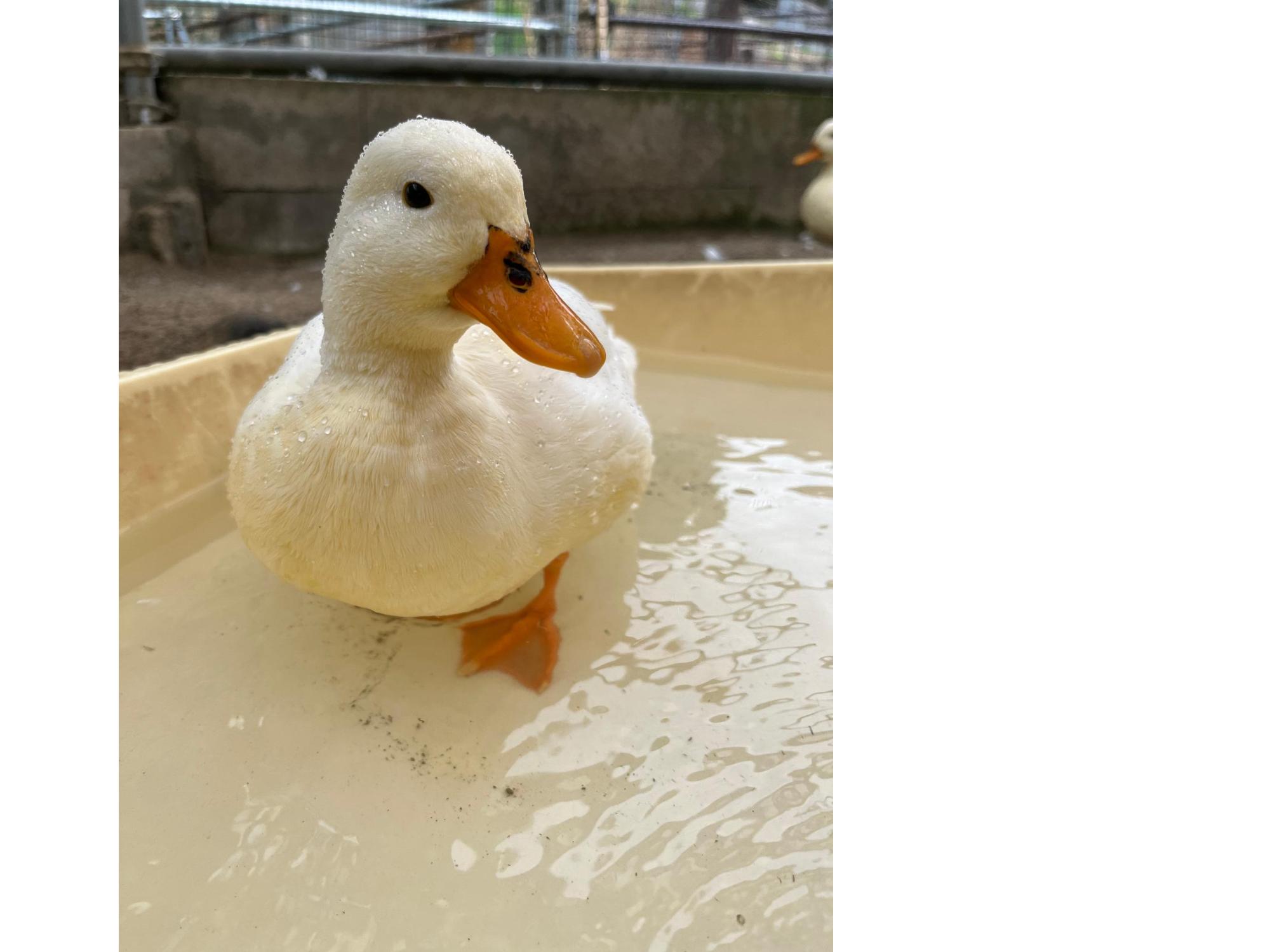 あひる