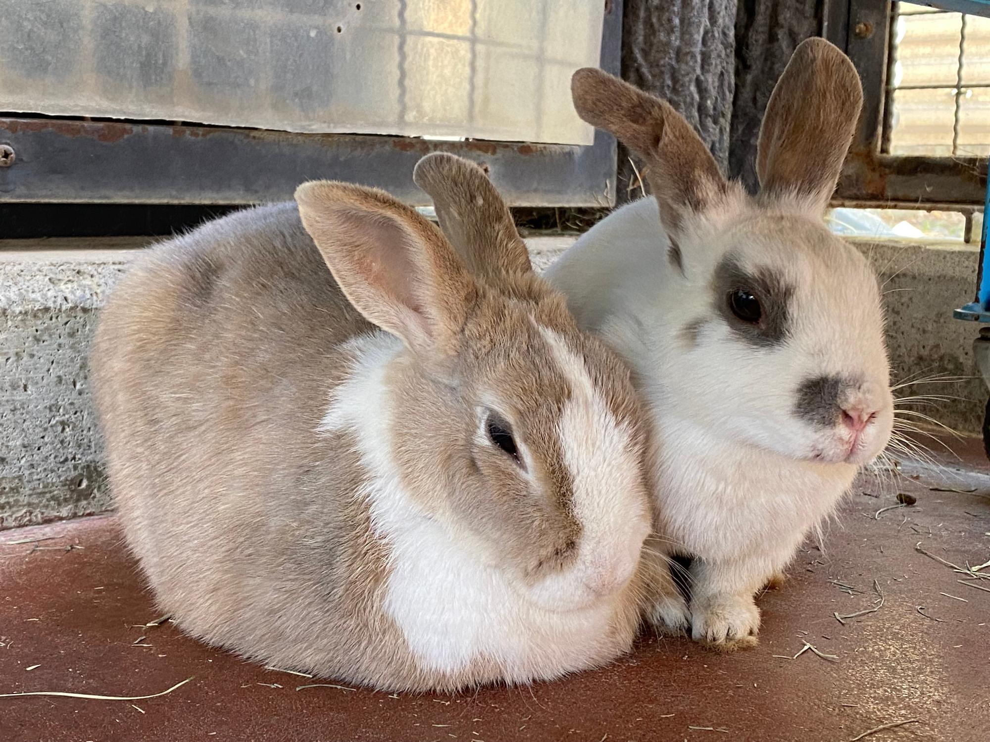 うさぎ