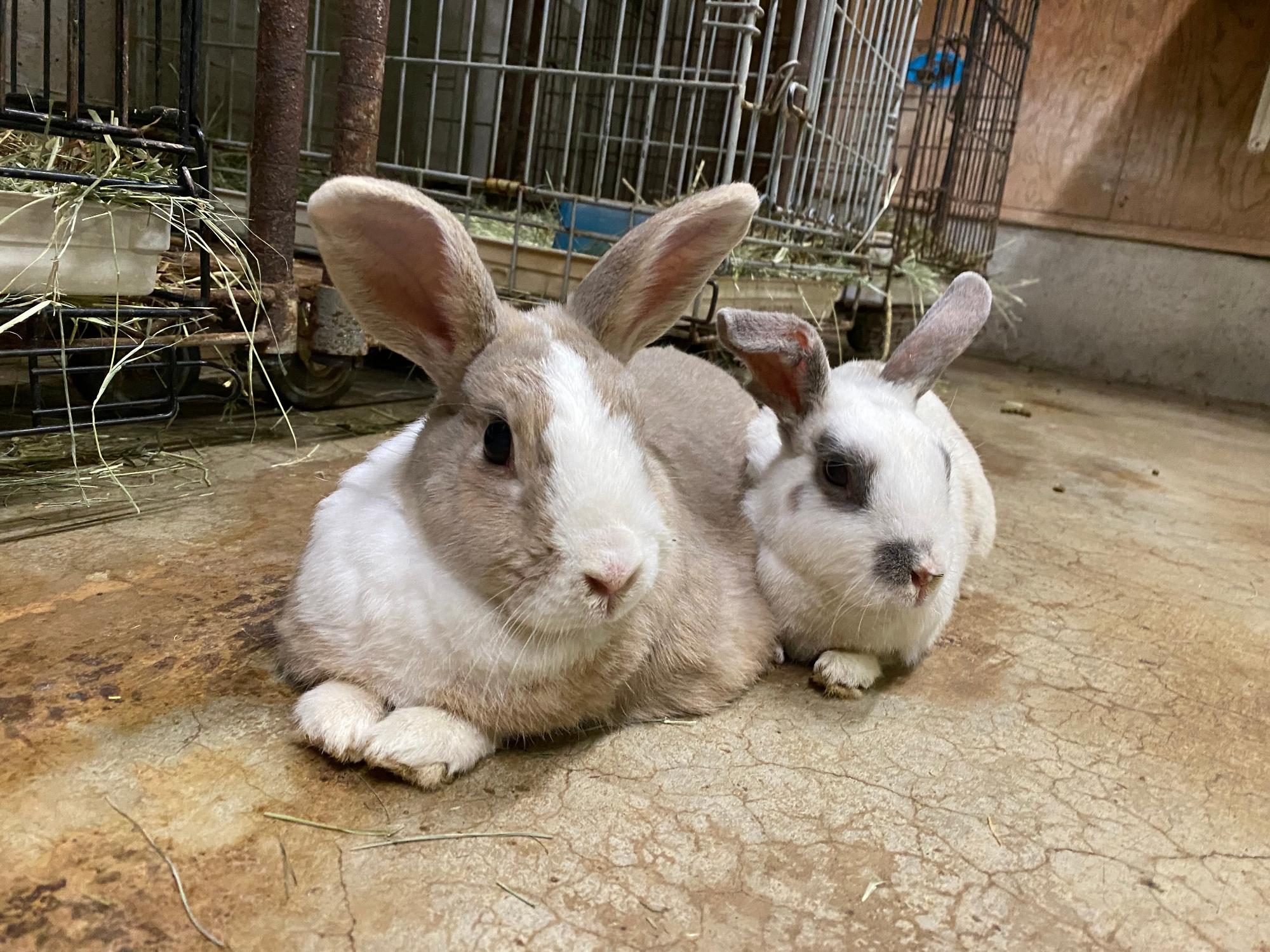 うさぎ