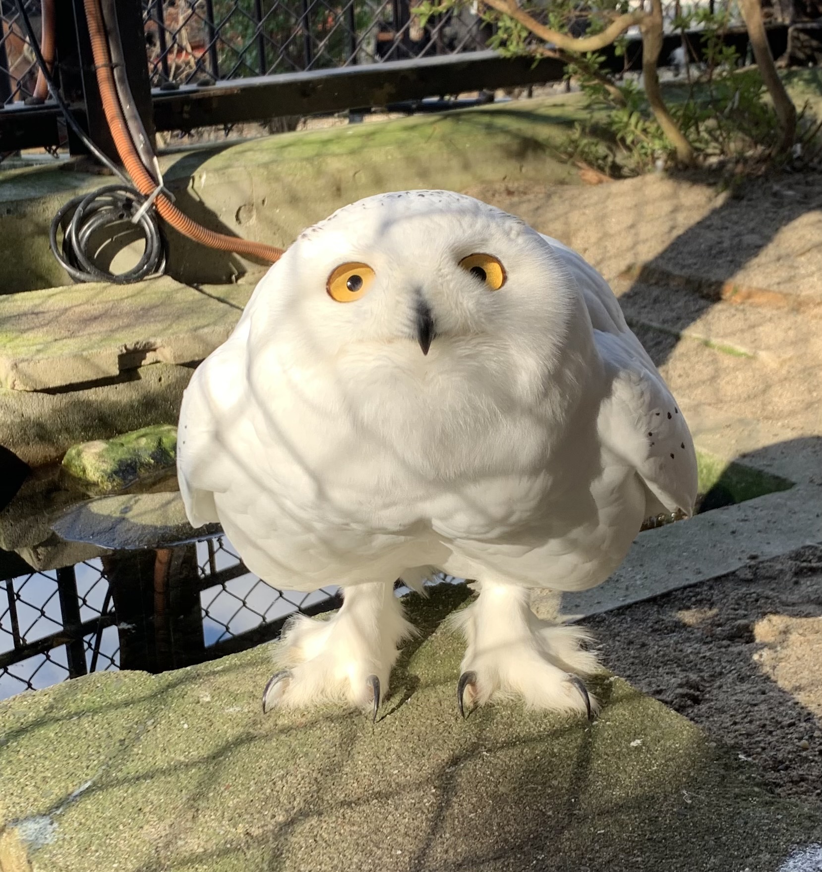 しろふくろう