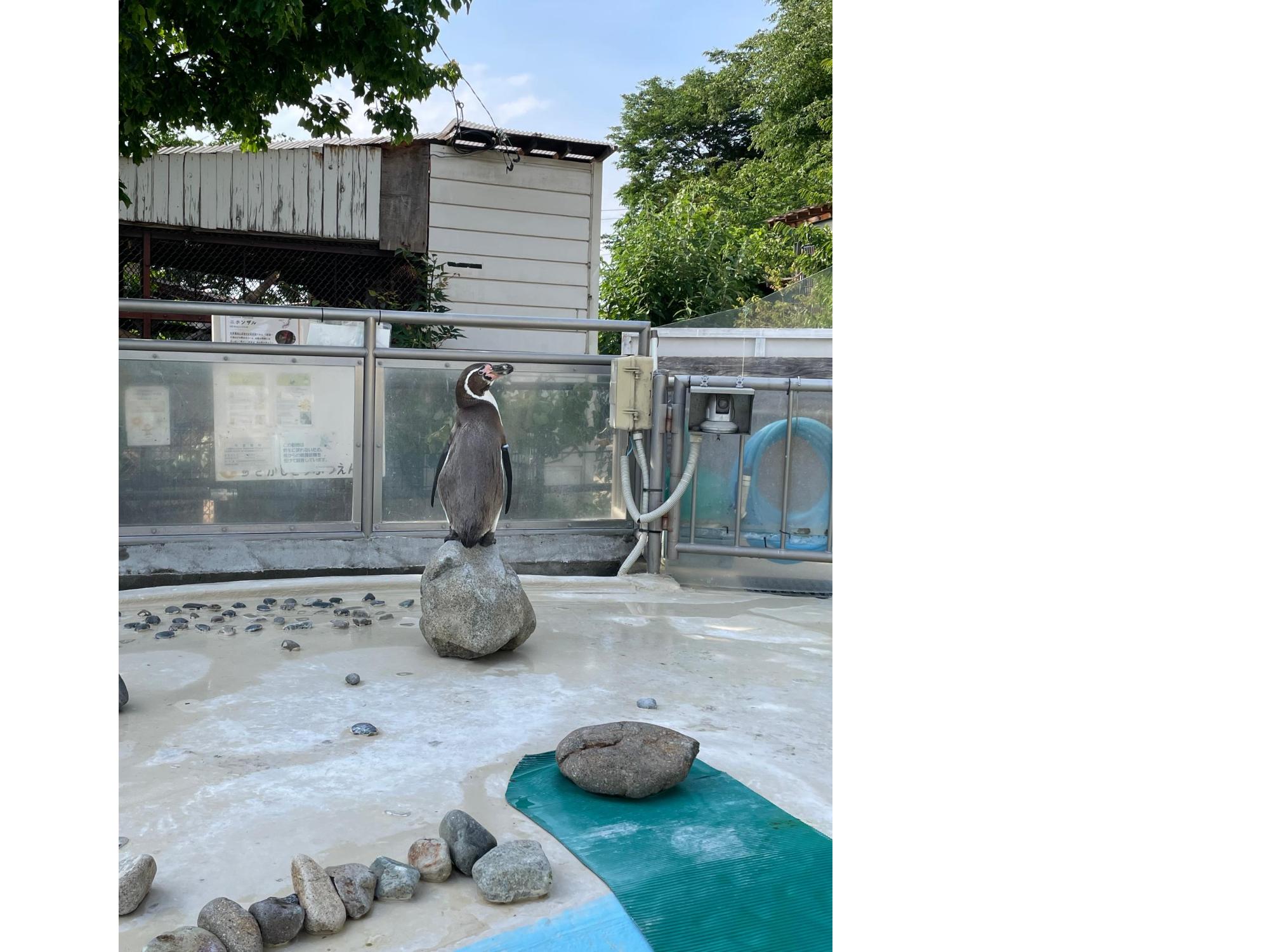 ペンギン