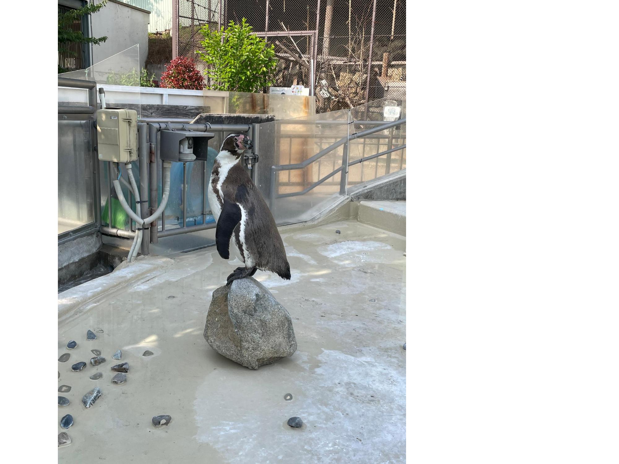 ペンギン