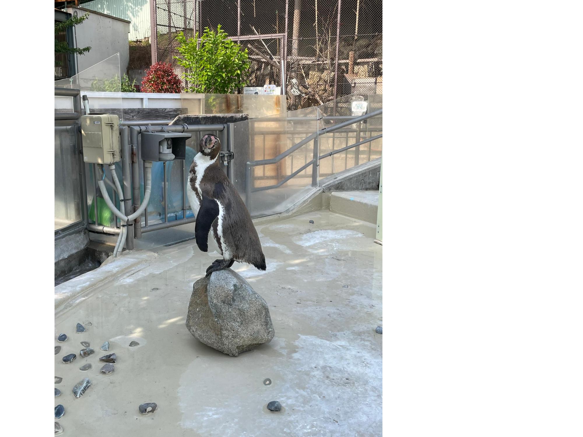 ペンギン